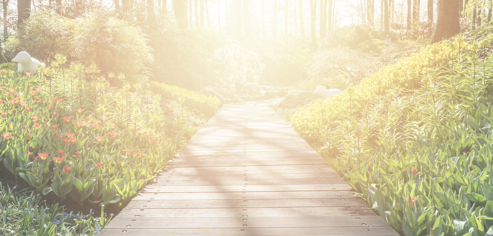 Sunlit garden pathway winding through blooming flowers